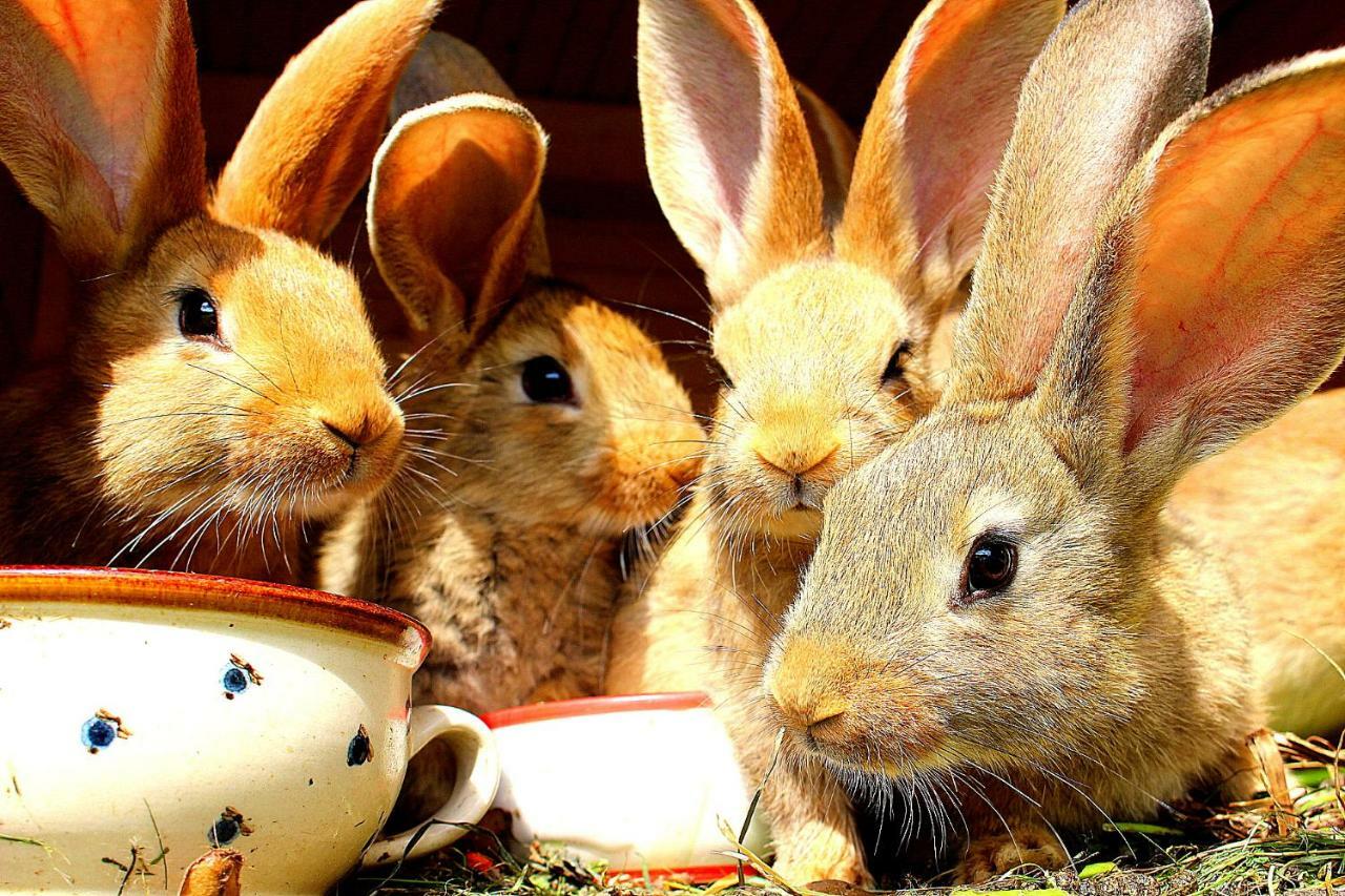Farma U Lesa Daire Hlinsko Dış mekan fotoğraf
